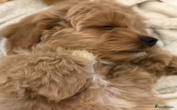 Cavapoo dogs for sale: Cavapoo puppy’s Extensively health tested parents - Image 10