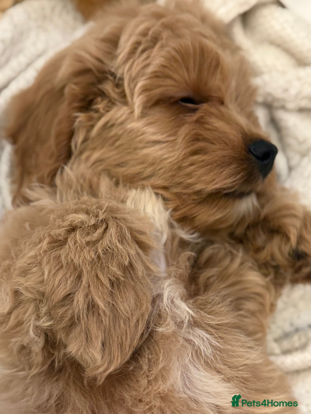 Cavapoo dogs for sale: Cavapoo puppy’s Extensively health tested parents - Image 10