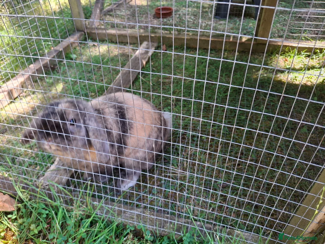 Mini Lop rabbits for sale: 6x Pure breed mini lop baby rabbits- mixed litter - Advert 15