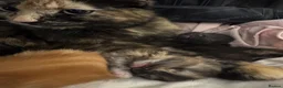 Mixed Breed cats for sale: New born kittens! - Advert 1
