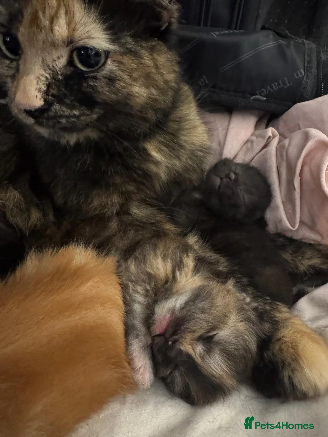 Mixed Breed cats for sale: New born kittens! - Advert 1