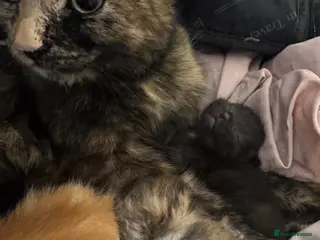 Mixed Breed cats New born kittens! - Advert 1