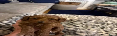 Cavapoo 6