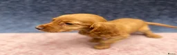 Cocker Spaniel dogs for sale: Beautiful, cocker spaniel’s - Advert 14