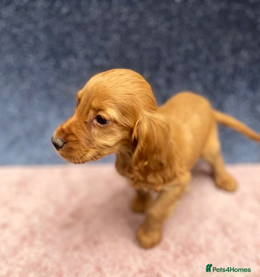Cocker Spaniel dogs for sale: Beautiful, cocker spaniel’s - Advert 14