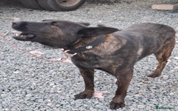 Belgian Shepherd Dog dogs for sale: 3 year old Protection trained female in Lambeth - Image 4