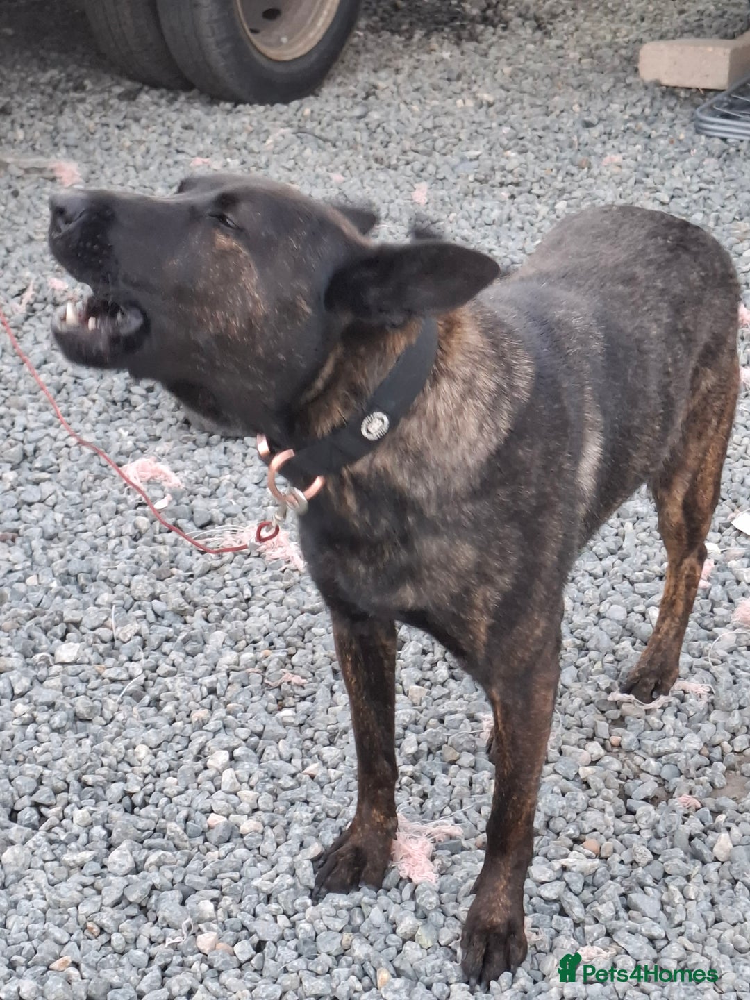 Belgian Shepherd Dog dogs for sale: 3 year old Protection trained female in Lambeth - Image 4