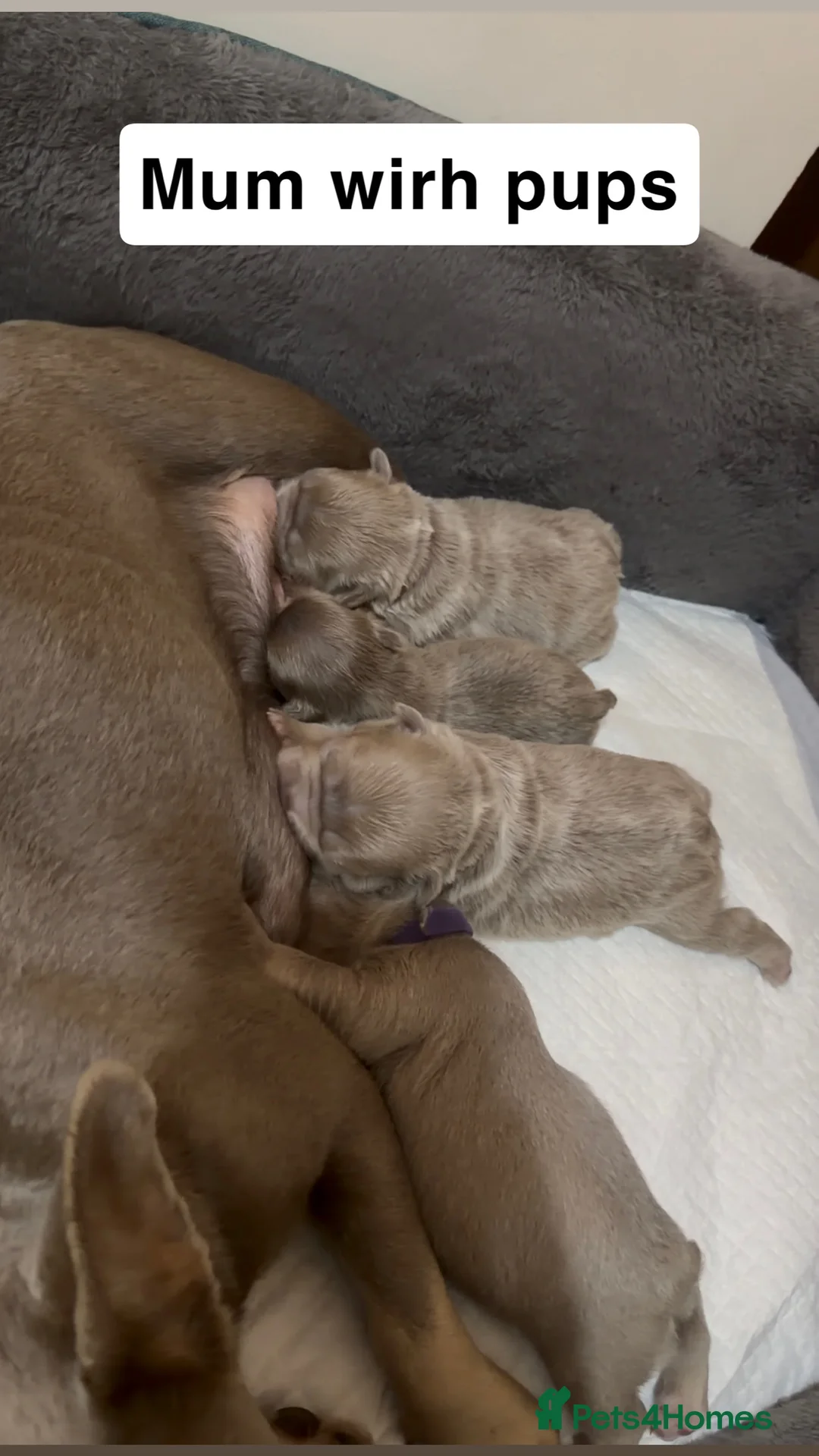 French Bulldog dogs for sale: French bulldog  - Advert 4