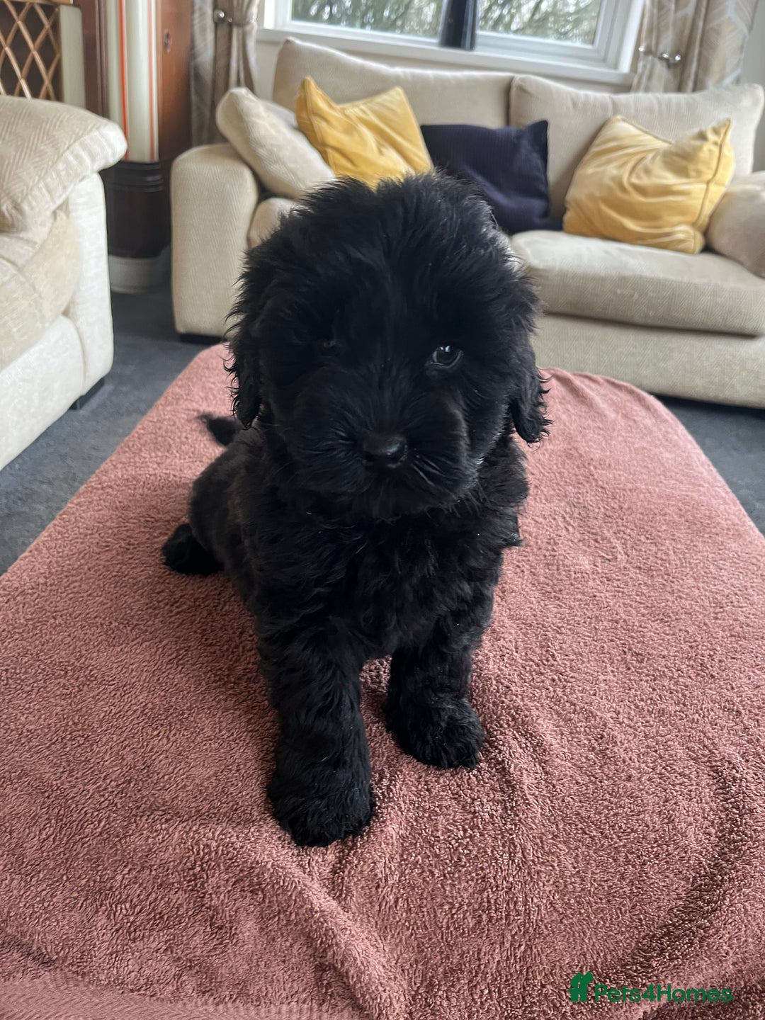 Labradoodle dogs for sale: Beautiful healthy Labradoodle Puppied - Advert 39