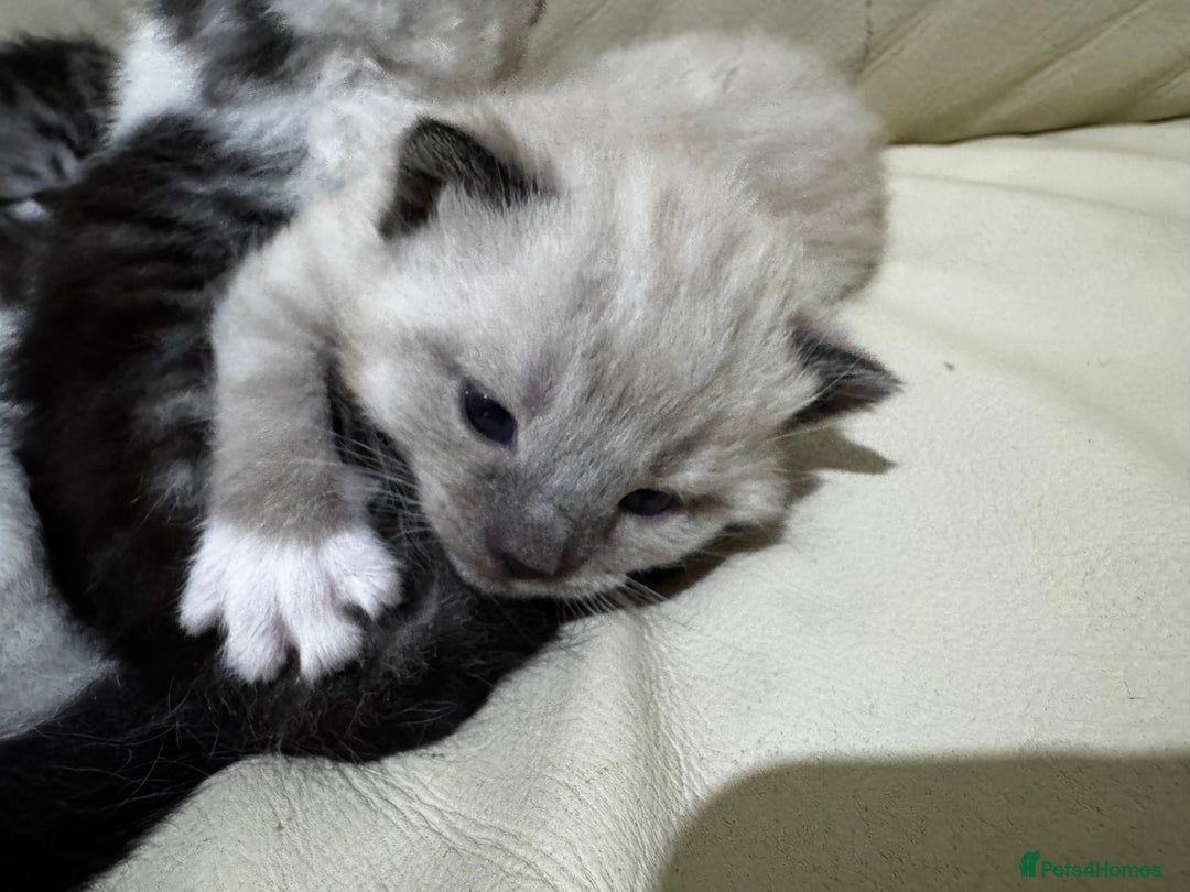 Mixed Breed cats for sale: 4 Male Kittens Available - Image 5