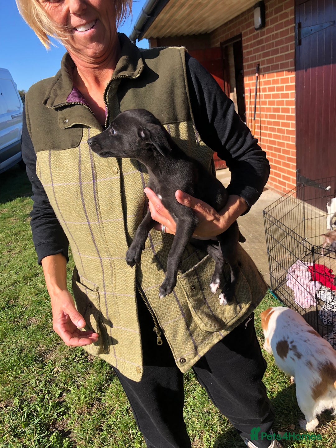 Mixed Breed dogs for sale: Bedlington terrier pups X poodle  - Image 10