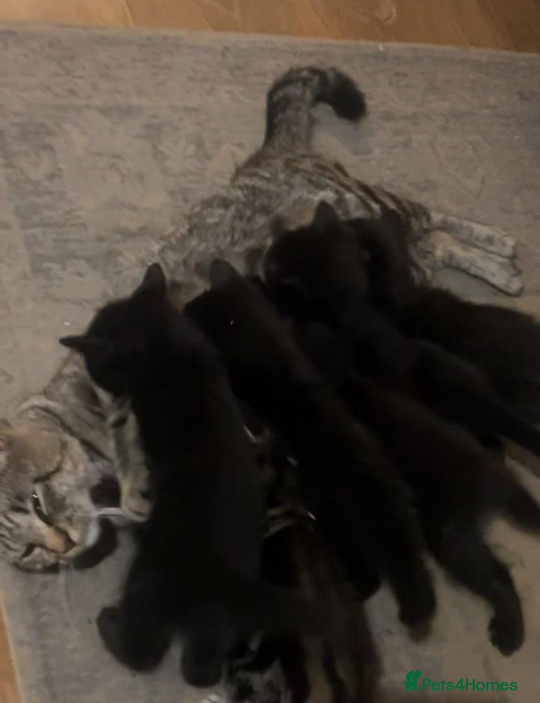 Mixed Breed cats for sale: 6 Kittens for sale - Image 13
