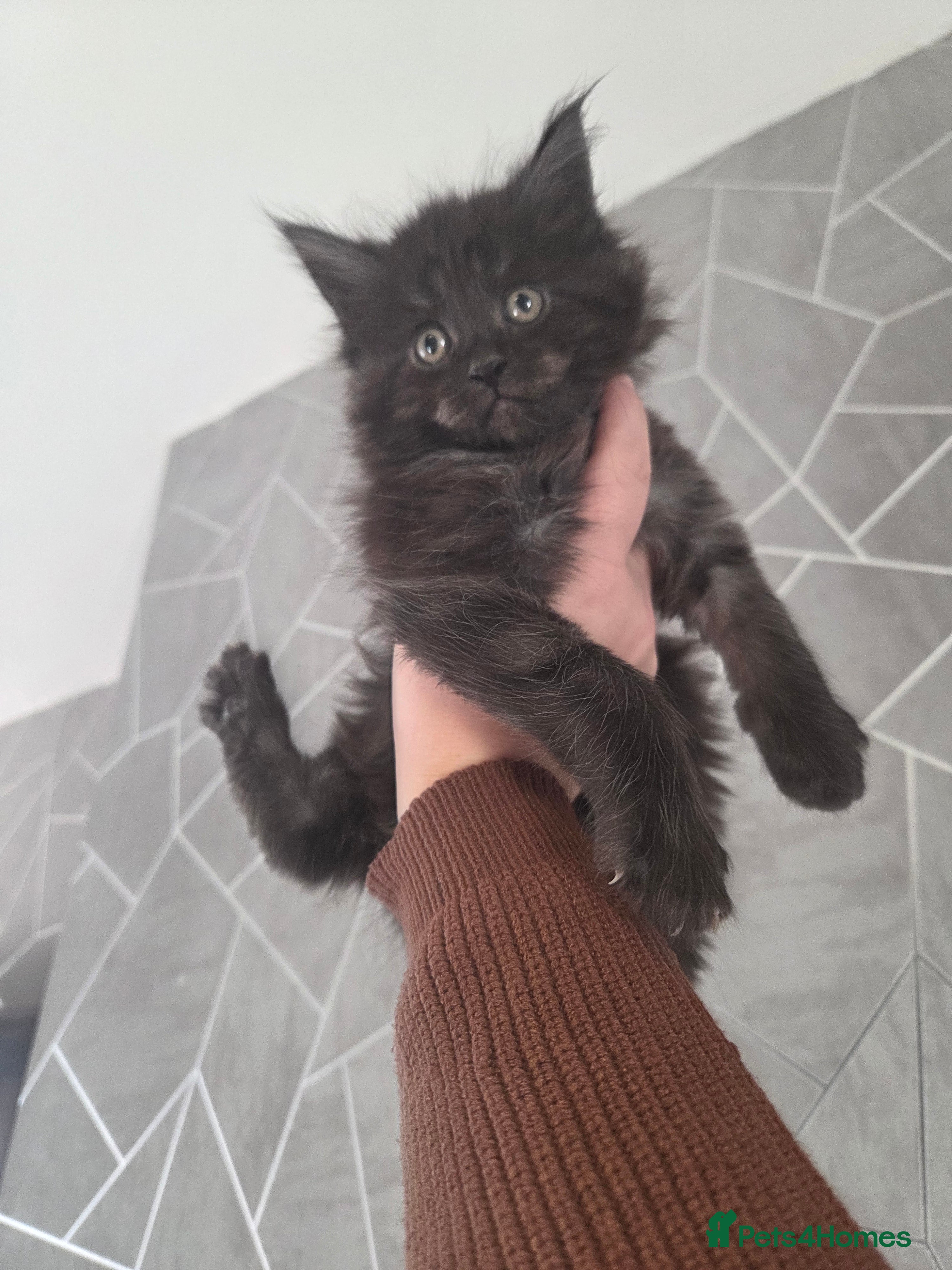 Maine Coon cats Stunning Tica Reg MaineCoon Kittens 😍 - Advert 5