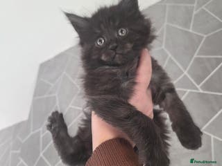 Maine Coon cats Stunning Tica Reg MaineCoon Kittens 😍 - Advert 5