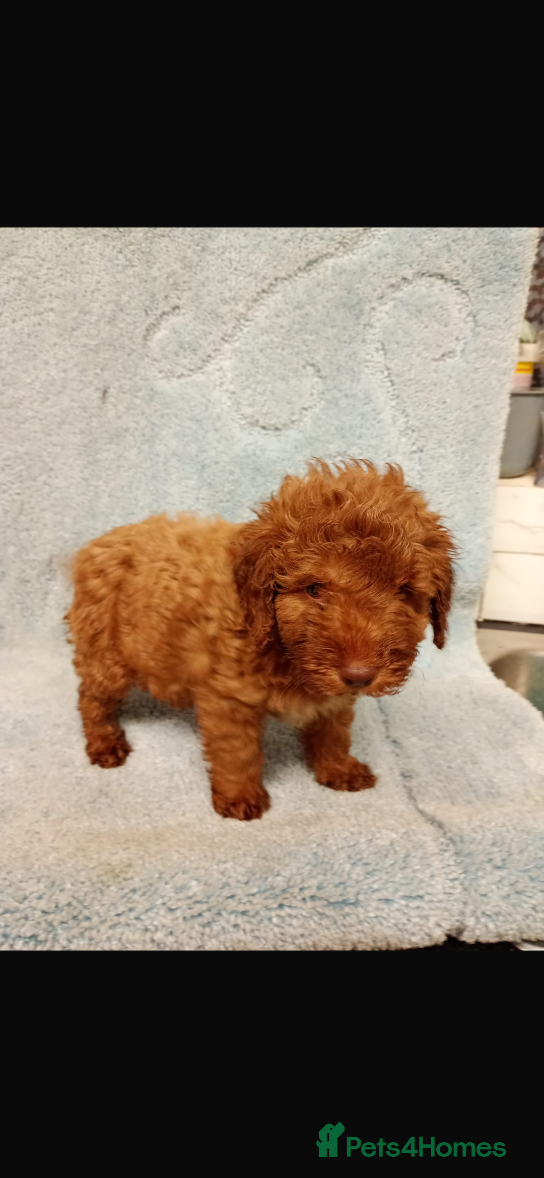 Cockapoo dogs for sale: 2 adorable cockapoo puppies - Advert 6