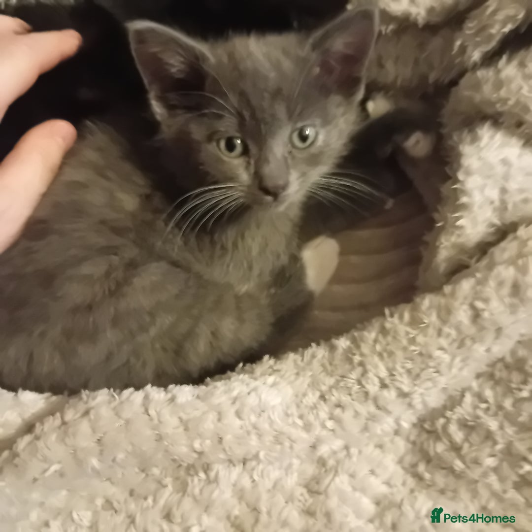 Mixed Breed cats for sale: Two beautiful kittens needing a forever home - Advert 6