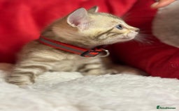 Bengal cats for sale: Bonnies Bengals  - Advert 23