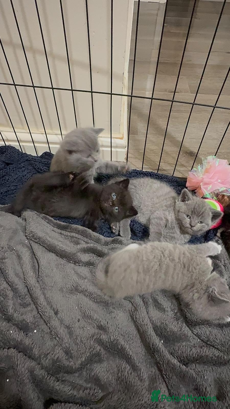 Mixed Breed cats Beautiful British Shorthair × Tuxedo Kittens - Advert 2
