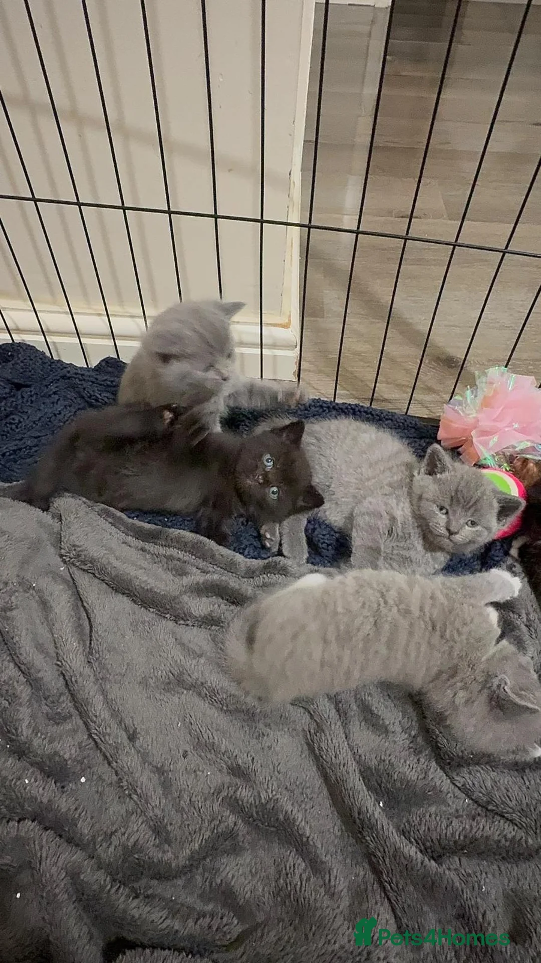 Mixed Breed cats for sale: Beautiful British Shorthair × Tuxedo Kittens in Peterborough - Advert 2