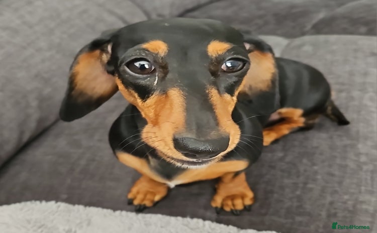 Dachshund dogs - Advert 1