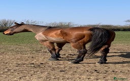 Irish Thoroughbred horses for sale: Easy Going Thoroughbred (Harry) - Image 3