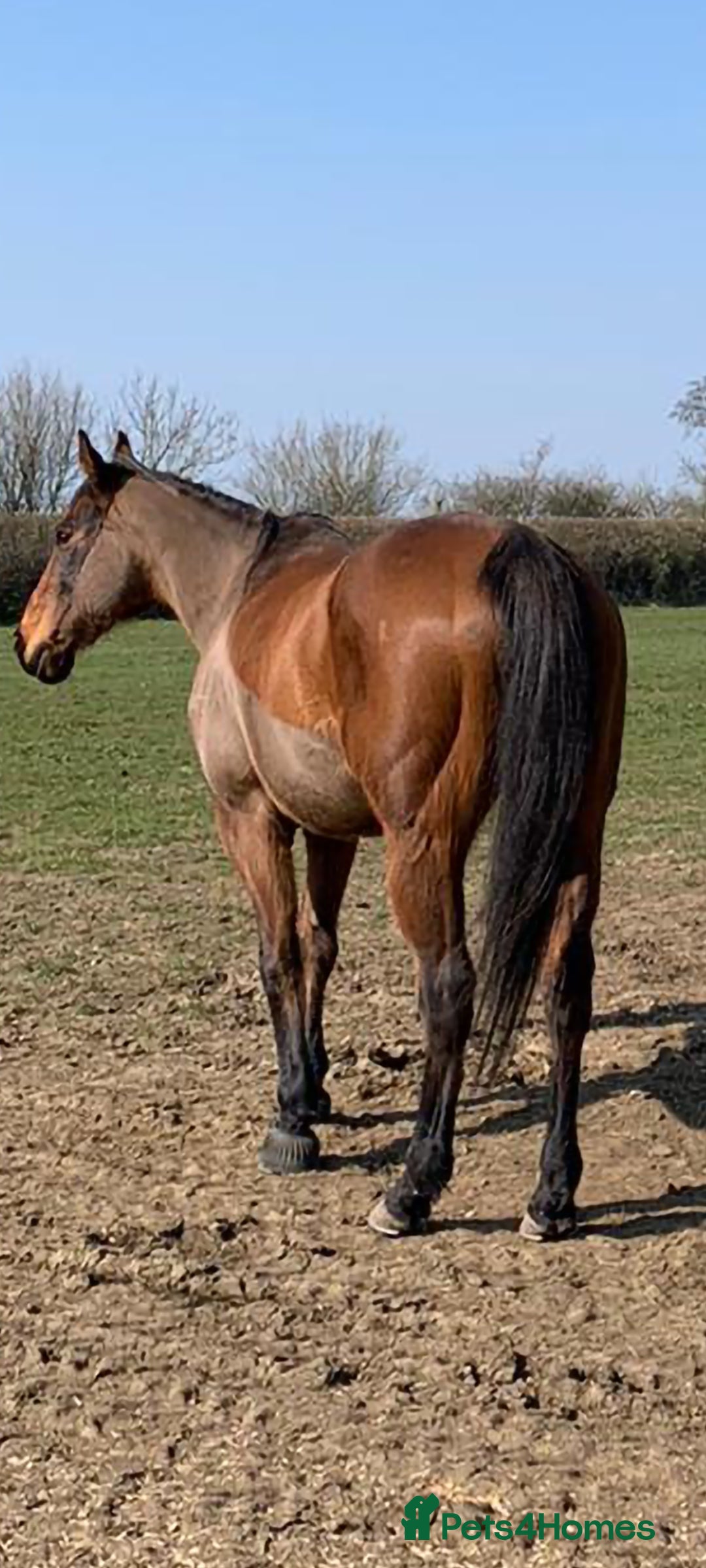 Irish Thoroughbred horses for sale: Easy Going Thoroughbred (Harry) - Image 3