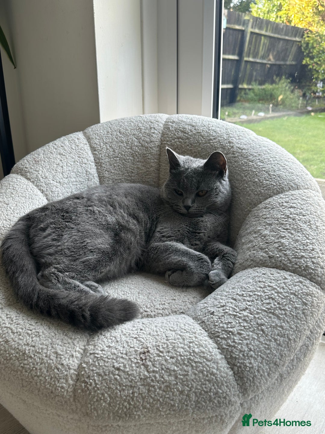 British Shorthair cats for sale: British Short Hair  - Image 2