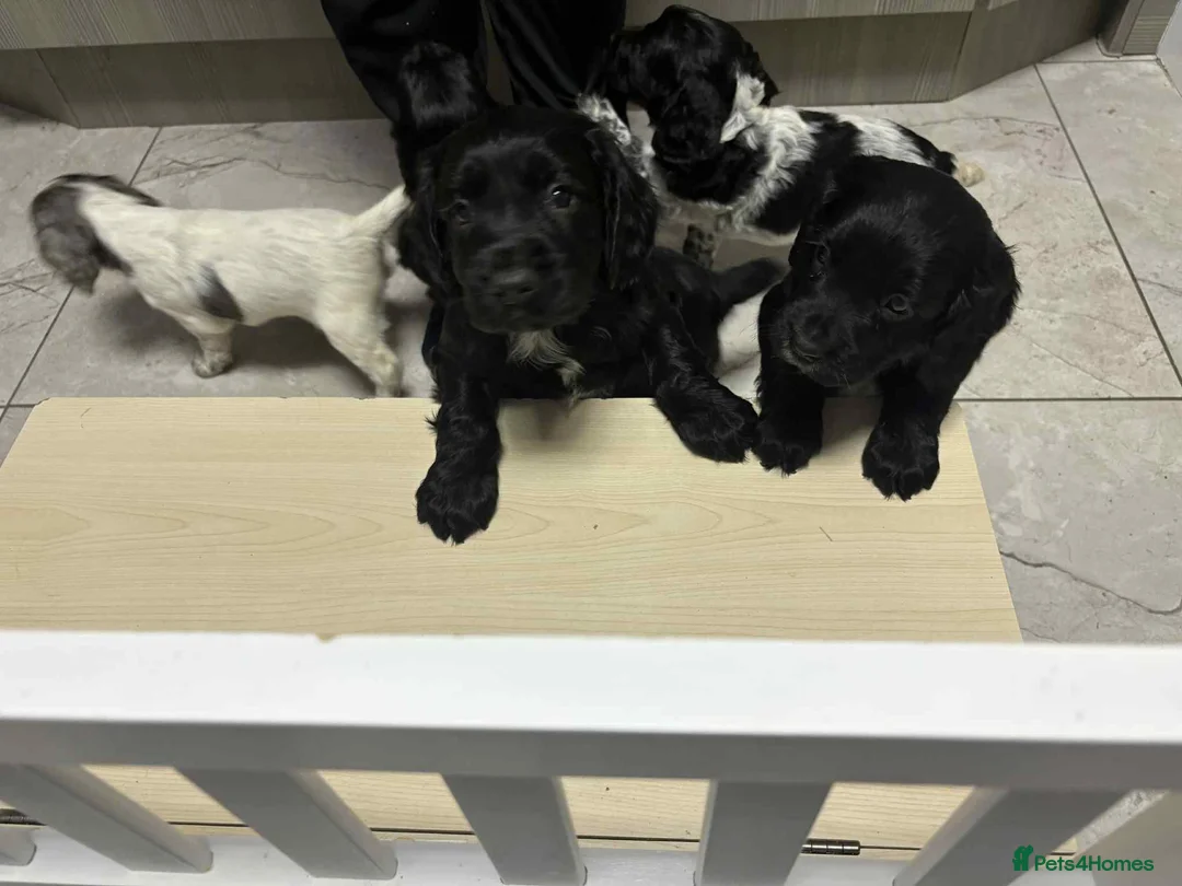Sprocker dogs for sale: 7 Sprocker spaniels - Advert 8