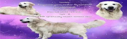 Golden Retriever dogs for sale: Superb WHITE K.Creg Golden Retriever puppies  - Advert 10