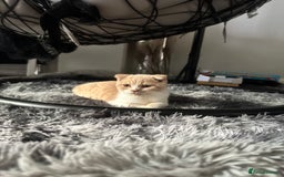 Scottish Fold cats for sale: Cute Scottish Fold Ready Now  - Image 5