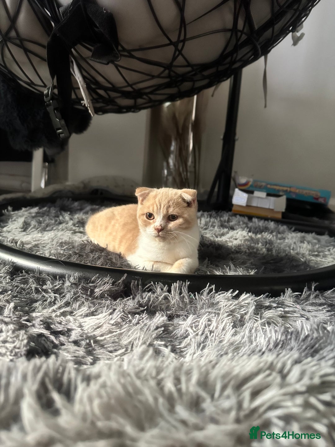 Scottish Fold cats for sale: Cute Scottish Fold Ready Now  - Image 5