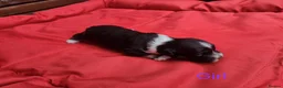 Havanese dogs for sale: Stunning Havanese Puppies - Advert 23