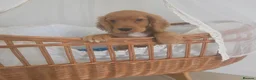 Cocker Spaniel dogs for sale: Golden and Black working type cocker spaniels - Advert 26