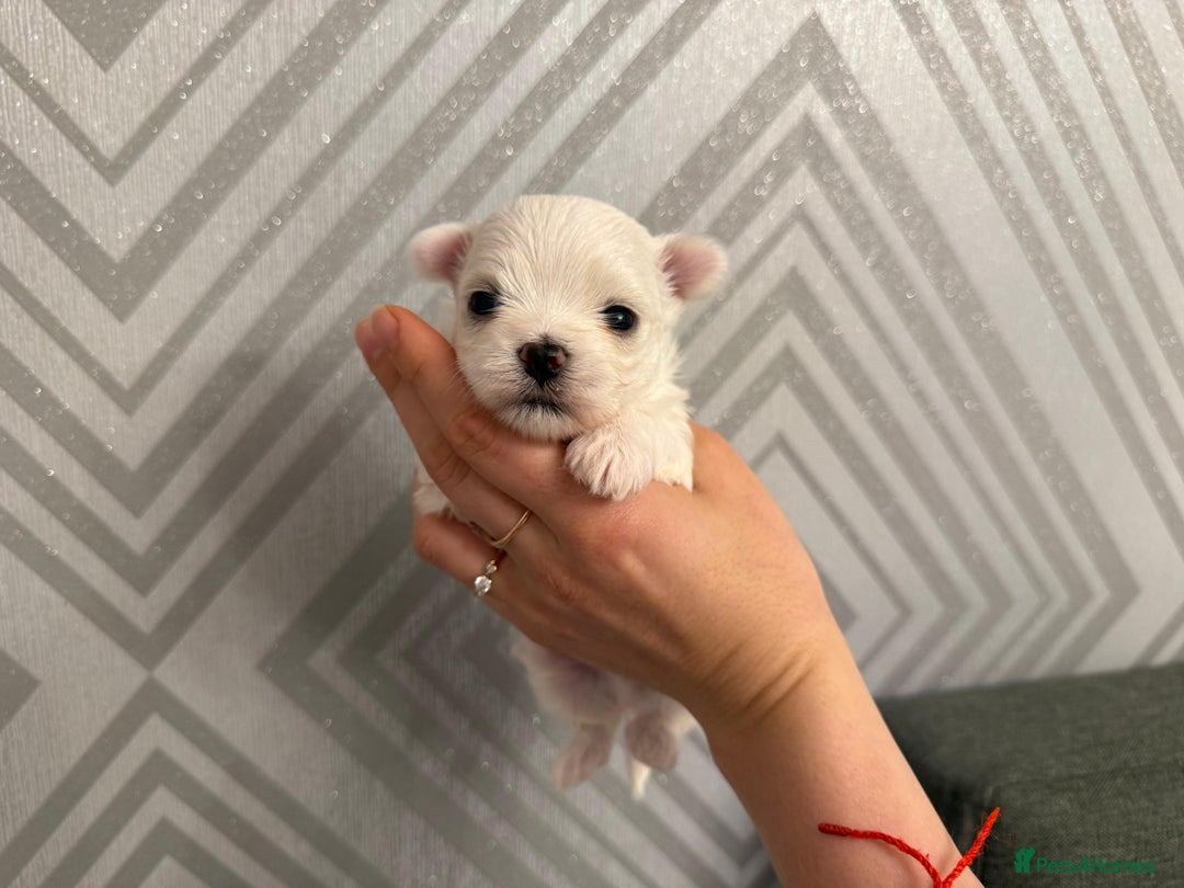 Maltese dogs for sale: Pedigree Maltese from Champion parents  - Advert 5