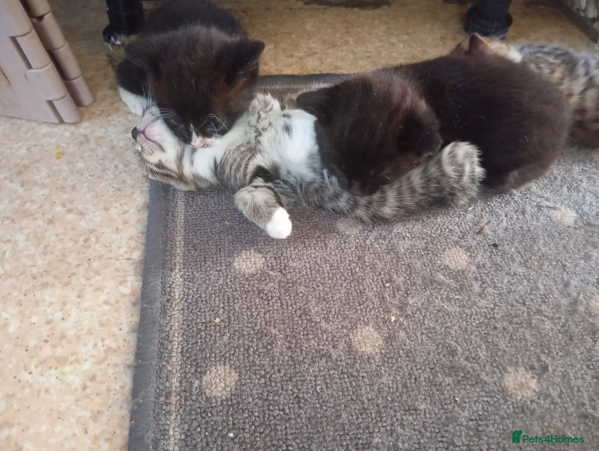 Bengal cats Bengal and Tuxedo Kittens.   - Advert 12