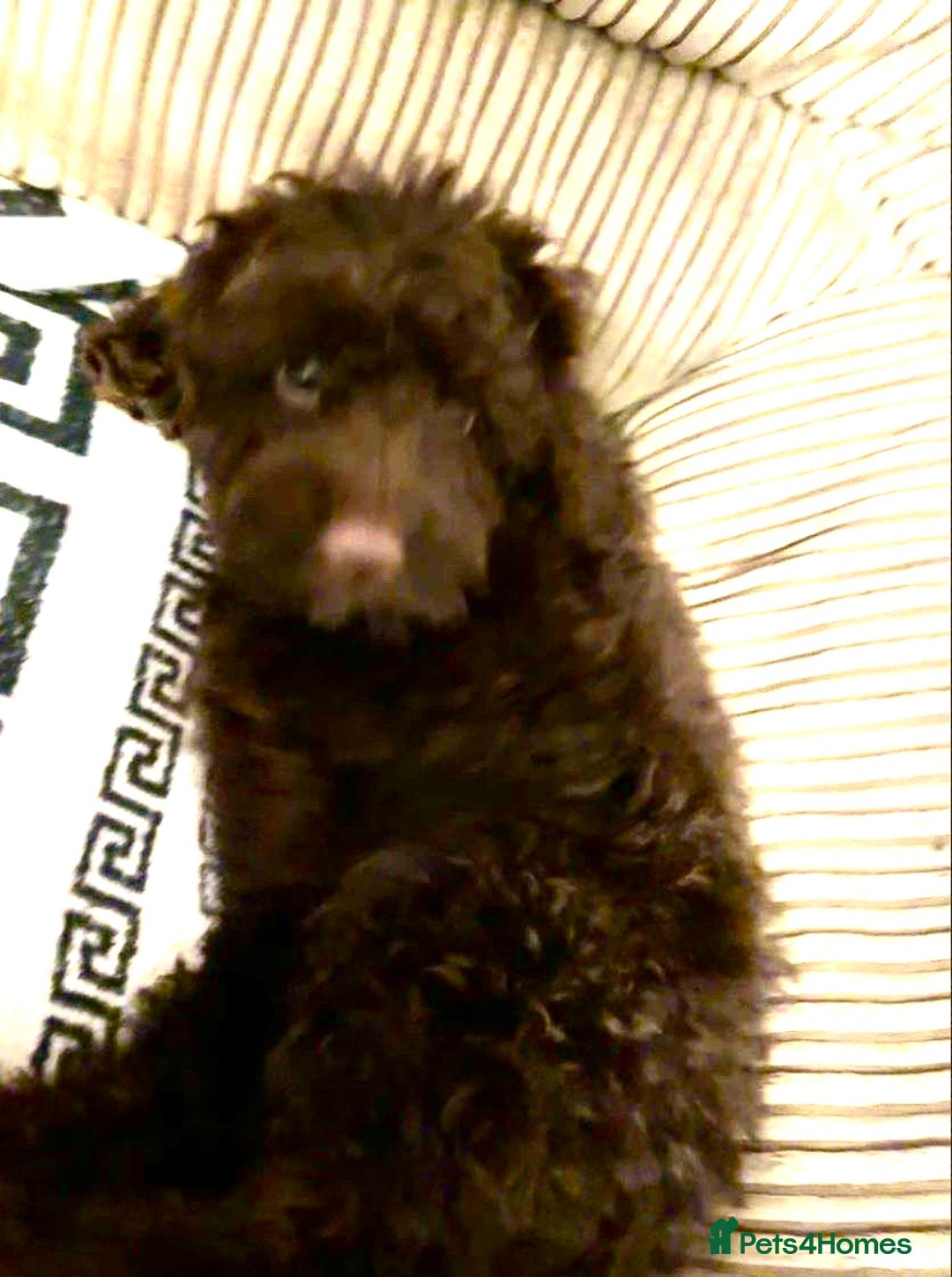 Cockapoo dogs for sale: Amazing choc cockerpoo pups for sale READY NOW  - Advert 9