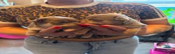 Chihuahua dogs for sale: 🐶Stunning KC Registered Chihuahua puppies 🐶  - Advert 3