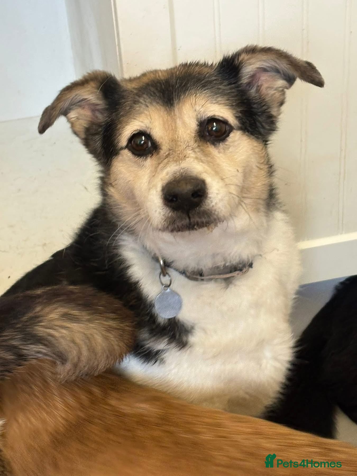 Mixed Breed dogs Tara - Norwich Norfolk  - Advert 1