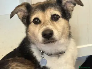 Mixed Breed dogs Tara - Norwich Norfolk - Advert 17