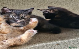 Mixed Breed cats for sale: 4 calico girls for sale  - Image 6