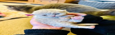 British Shorthair Kitten 3