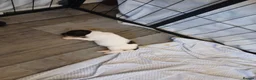 English Springer Spaniel dogs for sale: Springer spaniel - Advert 3