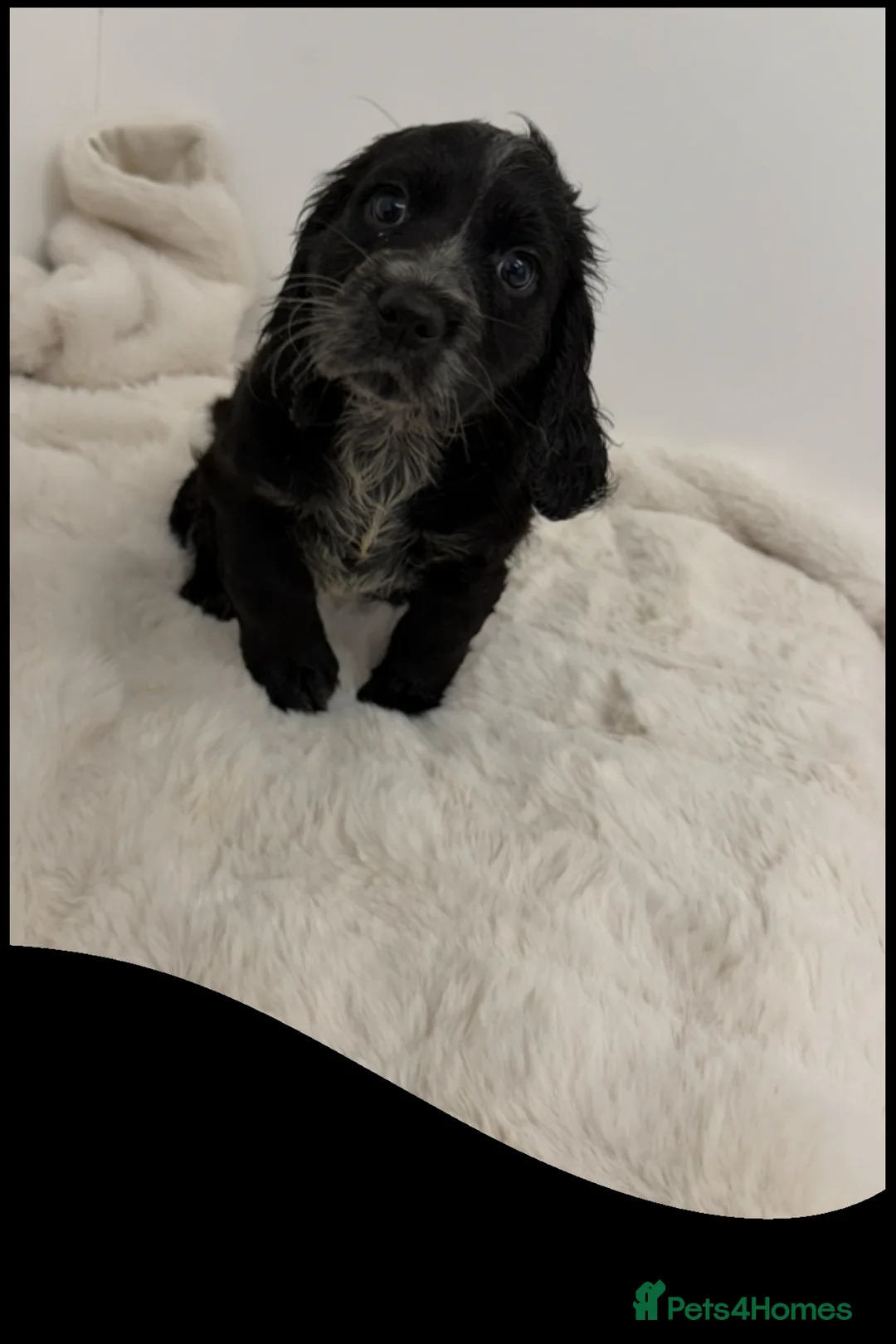 Cocker Spaniel dogs for sale: Cocker Spaniel's working - Advert 4