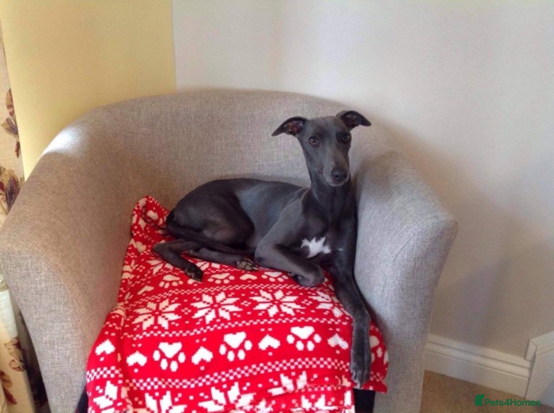 Whippet dogs for stud: BLUE PEDIGREE KC REGISTERED WHIPPET AT STUD in Salisbury - Image 2