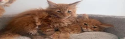 Maine Coon cats for sale: Stunning maine coon kittens xl excellent quality  - Advert 10