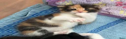 Turkish Angora cats for sale: Beautiful long haired kittens in Johnstone - Advert 4