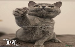 British Shorthair cats for sale: GORGEOUS GCCF REG TEDDYS 🐻🧸 READY TO LEAVE ❗️❗️ - Image 18