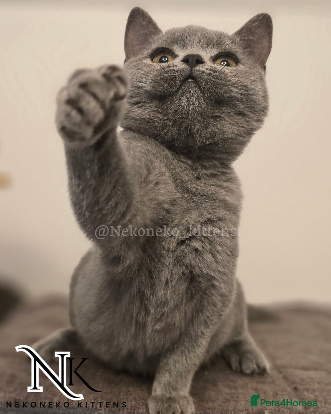 British Shorthair cats for sale: GORGEOUS GCCF REG TEDDYS 🐻🧸 READY TO LEAVE ❗️❗️ - Image 18