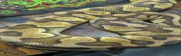 Python Snake reptiles for sale: Pastel enchi female  - Advert 3