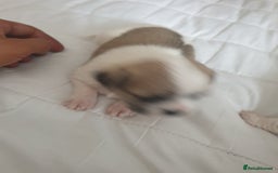 Mixed Breed dogs for sale: I. Selling puppies i have one boy and one girl - Image 2
